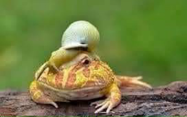 Ý Nghĩa Cuộc Sống : Ốc và Ếch